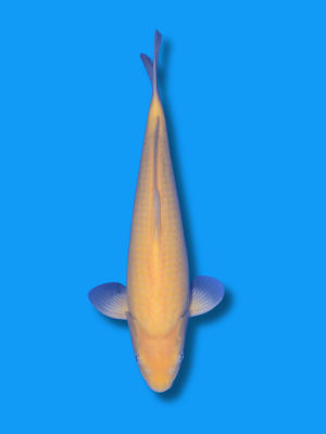 Karashigoi | Koi&Co.